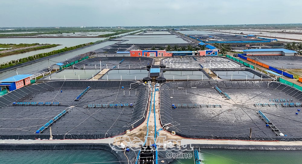 Mô hình nuôi tôm công nghệ cao phát triển theo hướng bền vững, thích ứng với biến đổi khí hậu. (Ảnh: Nguyễn Phú) Mô hình nuôi tôm công nghệ cao phát triển theo hướng bền vững, thích ứng với biến đổi khí hậu. (Ảnh: Nguyễn Phú)