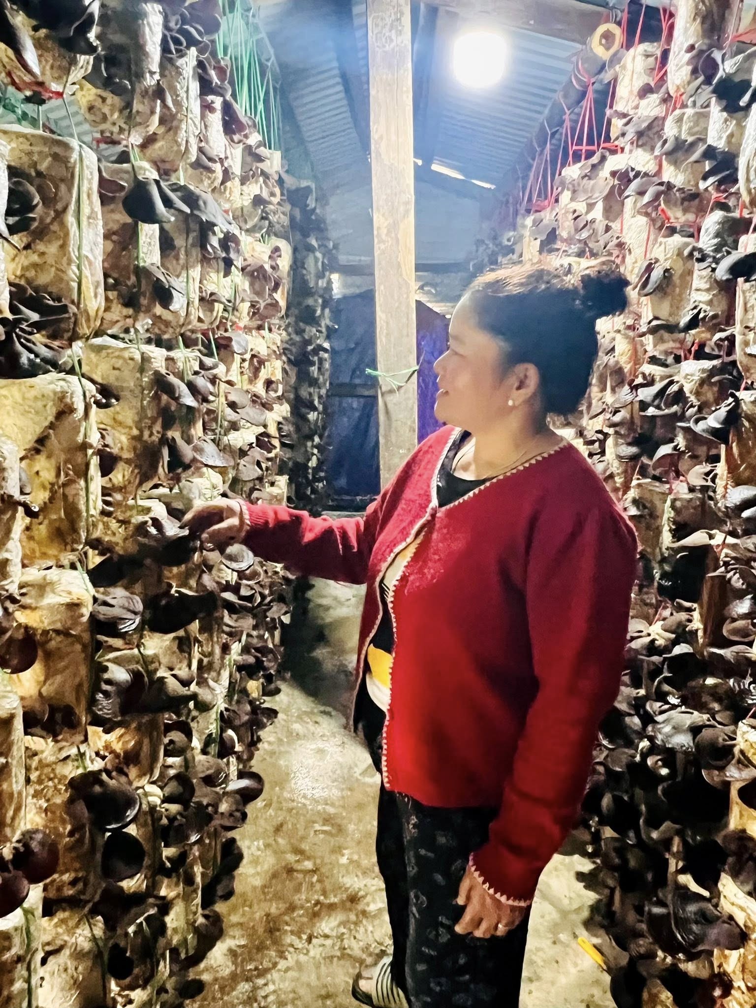 Mô hình trồng nấm mộc nhĩ giúp phụ nữ tại các xã khó khăn tỉnh Quảng Trị tăng thu nhập. (Ảnh: Plan International Việt Nam) Mô hình trồng nấm mộc nhĩ giúp phụ nữ tại các xã khó khăn tỉnh Quảng Trị tăng thu nhập. (Ảnh: Plan International Việt Nam)