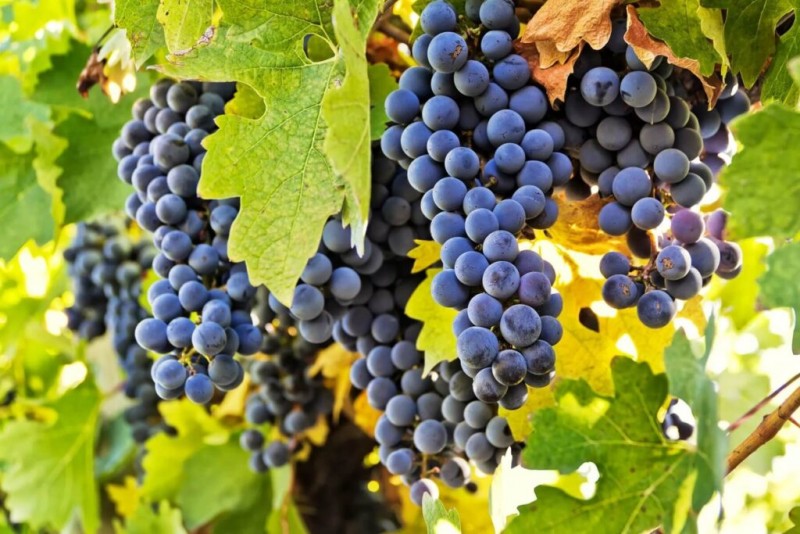 Nho Carmenère là giống nho biểu tượng cho rượu vang Chile
