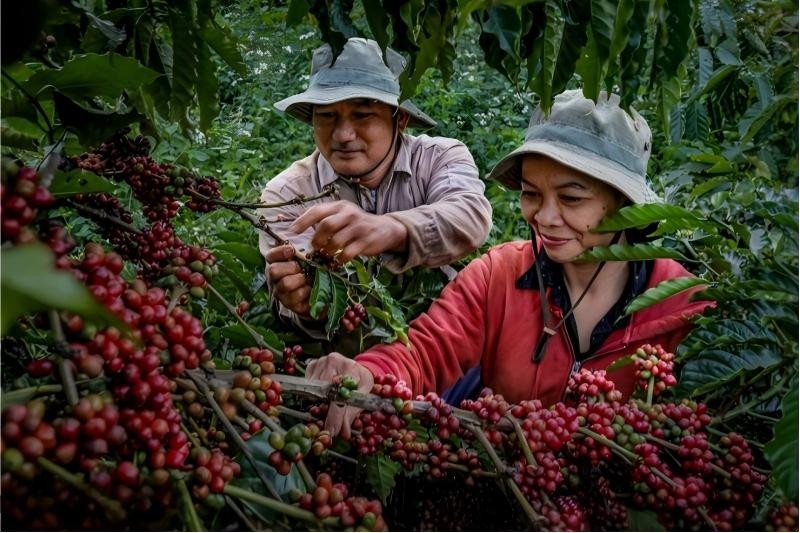 Trải nghiệm “từ vườn đến tách” đang trở thành một sản phẩm du lịch hấp dẫn ở Buôn Ma Thuột. (Ảnh: Báo Đắk Lắk) Trải nghiệm “từ vườn đến tách” đang trở thành một sản phẩm du lịch hấp dẫn ở Buôn Ma Thuột. (Ảnh: Báo Đắk Lắk)