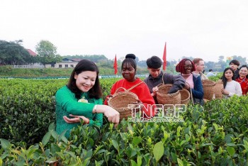 Festival Trà Quốc tế - Thái Nguyên năm 2026: Mở ra khát vọng đưa lá chè trở thành thương hiệu tỷ đô