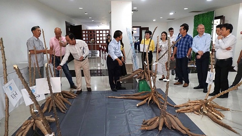 Giống sắn được phát triển từ nghiên cứu của GS. Lê Huy Hàm hội tụ đồng thời nhiều đặc tính ưu việt: Kháng bệnh khảm lá, cho năng suất tinh bột cao và có kiểu hình thân thẳng. (Ảnh: Quỹ Thiện tâm) Giống sắn được phát triển từ nghiên cứu của GS. Lê Huy Hàm hội tụ đồng thời nhiều đặc tính ưu việt: Kháng bệnh khảm lá, cho năng suất tinh bột cao và có kiểu hình thân thẳng. (Ảnh: Quỹ Thiện tâm)